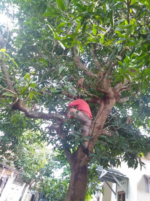 Jasa Tebang Pohon Berpengalaman di Lowokwaru Kota Malang